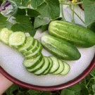 Fresh Stinging Gherkin Little Cucumber Hybrid F1 50 seeds early pickling cornichon