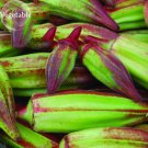 Fresh Hill Country Green Okra with red stripe vegetables 20 seeds vegetables