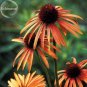 Fresh Green Jewel Echinacea Lovely Pale Yellow Coneflowers 100 seeds flowers