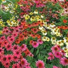 Fresh Cheyenne Spirit Mixed Echinacea Coneflower 100 seedas flowers long blooming