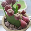 Fresh Green Cactus with red flowers Prickly Pear Succulent s 10 Seeds edible cacti
