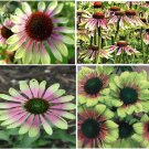 Fresh Green Envy Echinacea Coneflower Flowers 100 seeds medium sized flower