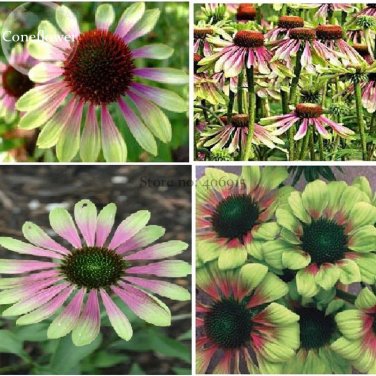 Fresh Green Envy Echinacea Coneflower Flowers 100 seeds medium sized flower