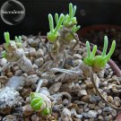 Fresh Monilaria Moniliforme Green Little Rabbit Succulent 10 seeds lovely succulent