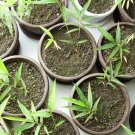 Fresh Heirloom Xigun Thin Bamboo 30 Seeds garden s light up your yard E3844
