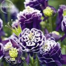 Fresh Mixed Purple Green White Red Columbine Double Flowers 50 Seeds