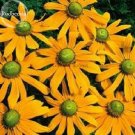 Fresh Qiji Orange Echinacea Purpurea Coneflower with Green Eye 100 seeds flowers