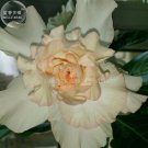 Fresh BELLFARM Adenium Seeds 2 Seeds light orange 6 layer petals desert rose E4043