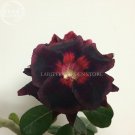 Fresh Black Swan Adenium Desert rose 2 Seeds 2 later black petals with red big eye