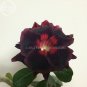 Fresh Black Swan Adenium Desert rose 2 Seeds 2 later black petals with red big eye