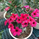 Fresh fireball Adenium Desert rose 2 Seeds rose red single petals with black eye