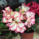 Fresh River of Quick Sand Adenium Desert rose 2 Seeds 3 layer