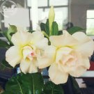 Fresh Saint Huang Adenium Desert rose 2 Seeds 2 layer yellow pink orange centre