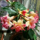 Fresh Trumpet Adenium Desert rose 2 Seeds 4 layer orange petals with pink edge