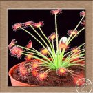 Fresh Sundew Carnivorous Potted Plant Seeds (C1)