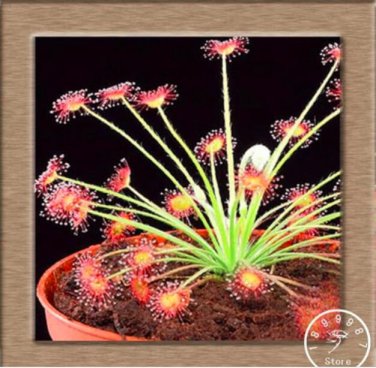 Fresh Sundew Carnivorous Potted Plant Seeds (C1)