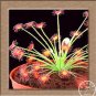 Fresh Sundew Carnivorous Potted Plant Seeds (C1)