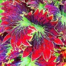 Fresh Rare Coleus Bonsai Foliage Plants Seeds