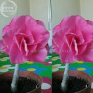 Fresh ice beauty Adenium Desert rose 2 Seeds 7 layer pink petals