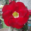 Fresh Taiwan Deep Red Adenium Desert rose 2 Seeds single petals big blooms