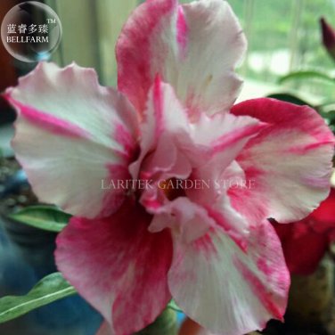 Fresh Blood White Adenium Desert rose 2 Seeds 2 layer white pink petals