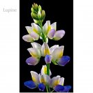 Fresh Heirloom Yellow Blue White Lupine Flowers 20 Seeds Dull Ice Flower flowers