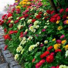 Fresh Mixed Zinnia Flowers Youth and old age 50 Seeds fragrant attract butterflies