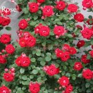 Fresh Bright Red Climbing Rose Flowersyard 50 Seeds fragrant attractive butterfly