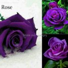 Fresh Spring Sunshine Purple Rose Flowers 50 Seeds style fragrant attractive butterfly