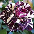 Fresh Mixed 3 Types of Rose Shrubs 50 Seeds blue brown dark red colors flowers