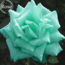 Fresh Bright Green Rose Flowers 50 Seeds fragrant attractive butterfly