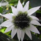 Fresh Extremely Small White Sunflower with little eyes 15 Seeds new sunflowers