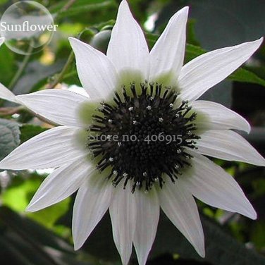 Fresh Extremely Small White Sunflower with little eyes 15 Seeds new sunflowers