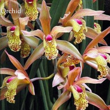 Fresh Purple Green Orchid Flower seeds 100 Seeds new style attractive butterfly
