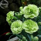 Fresh Beautiful Green Carnation Flowers 50 Seeds heirloom mother s flowers E3672