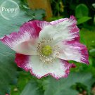 Fresh White Poppy Flowers with little red s 100 Seeds style attractive butterfly