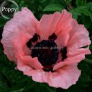 Fresh Pink Poppy Flowers with black eyes 100 Seeds style attractive butterfly