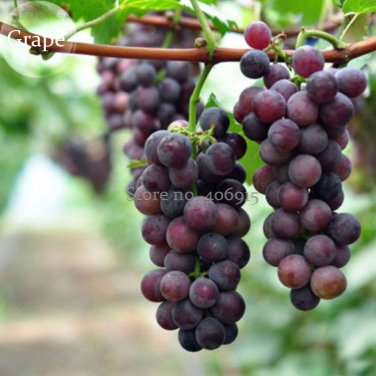 Fresh Mixed seeds Grape Fruits 15 seeds juicy flesh green red dark purple fruits