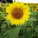 Fresh Heirloom smiling face Sunflowers with orange eye 15 Seeds ornamental
