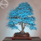Fresh Colorful Japanese Maple Tree Seeds 20 Seeds new dazzling tree perennial