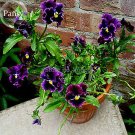 Fresh Wavy Purple Black Pansy Flowers 20 Seeds new attractive butterfly handy