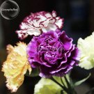 Fresh Mixed Colorful Caryophyllus Carnation Flowers 50 Seeds mother flowers E3669