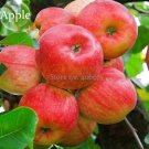 Fresh Apple Tree Seeds Yard Living Fruit 10 Seeds healthy delicious nutrition fruits