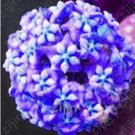 Fresh Rare Ball Orchid Flower Seed Perennial Garden Plant Hoya Carnosa Flower Plant