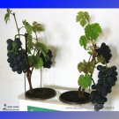 Fresh Super Black Grape Hei Fei Seeds 15 Seeds / Pack Sweet Tasty Fruit