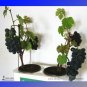 Fresh Super Black Grape Hei Fei Seeds 15 Seeds / Pack Sweet Tasty Fruit