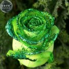 Fresh Golden Green Rose Seeds 50 Seeds / Pack Strong Fragrant Rose Flowers