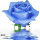 Fresh Water Blue Rose Seeds 50 Seeds / Pack Light Fragrant Rose Flowers