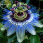 Fresh Purple Passiflora Edulis Germination Passion Fruits 30 Seeds