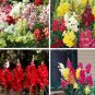 Fresh Colorful Snapdragon Flower Mixed Antirrhinum Majus 50 Seeds long flowering